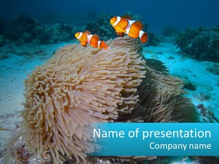 Two Clown Fish On A Coral Powerpoint Template PowerPoint Template