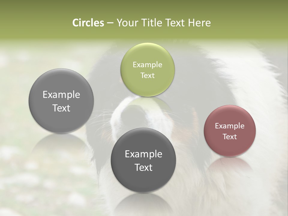 A Black And White Dog With His Mouth Open PowerPoint Template