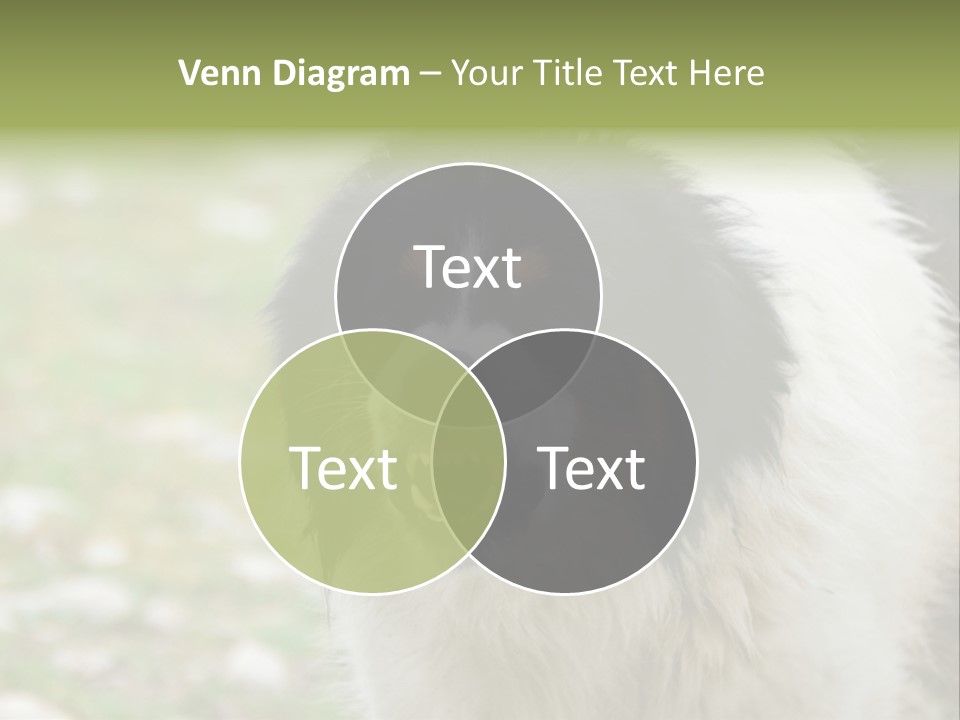 A Black And White Dog With His Mouth Open PowerPoint Template