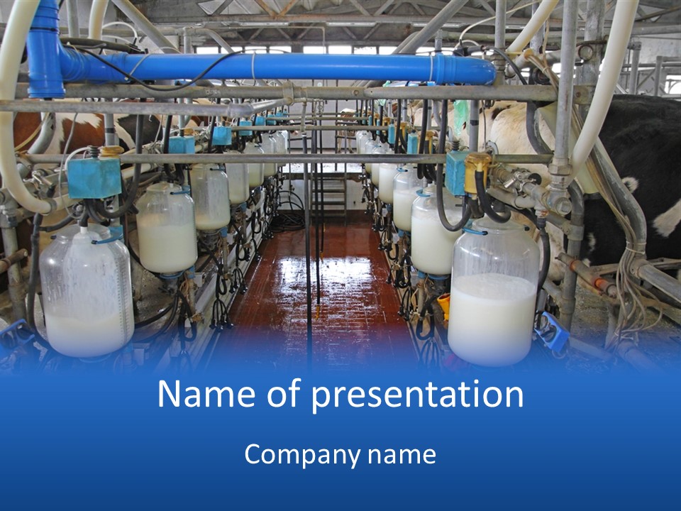 A Dairy Factory With Cows And Milk In Bottles PowerPoint Template