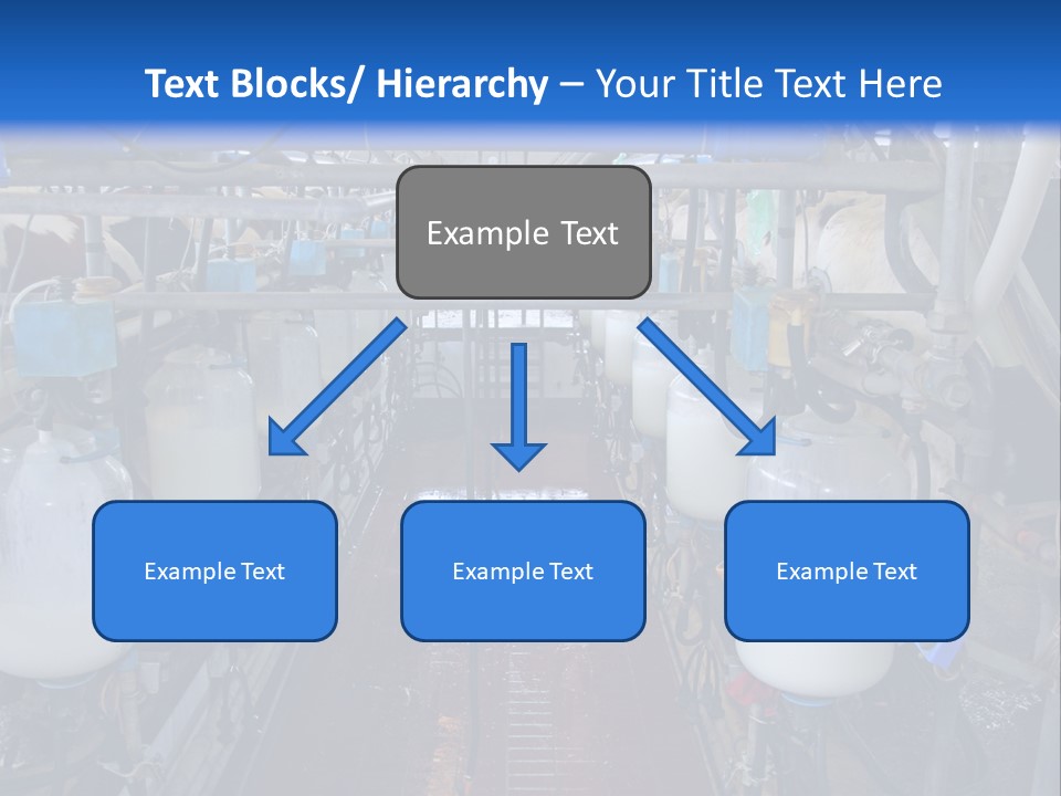 A Dairy Factory With Cows And Milk In Bottles PowerPoint Template