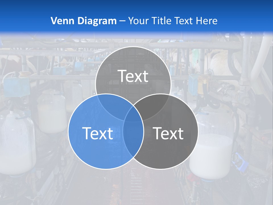 A Dairy Factory With Cows And Milk In Bottles PowerPoint Template