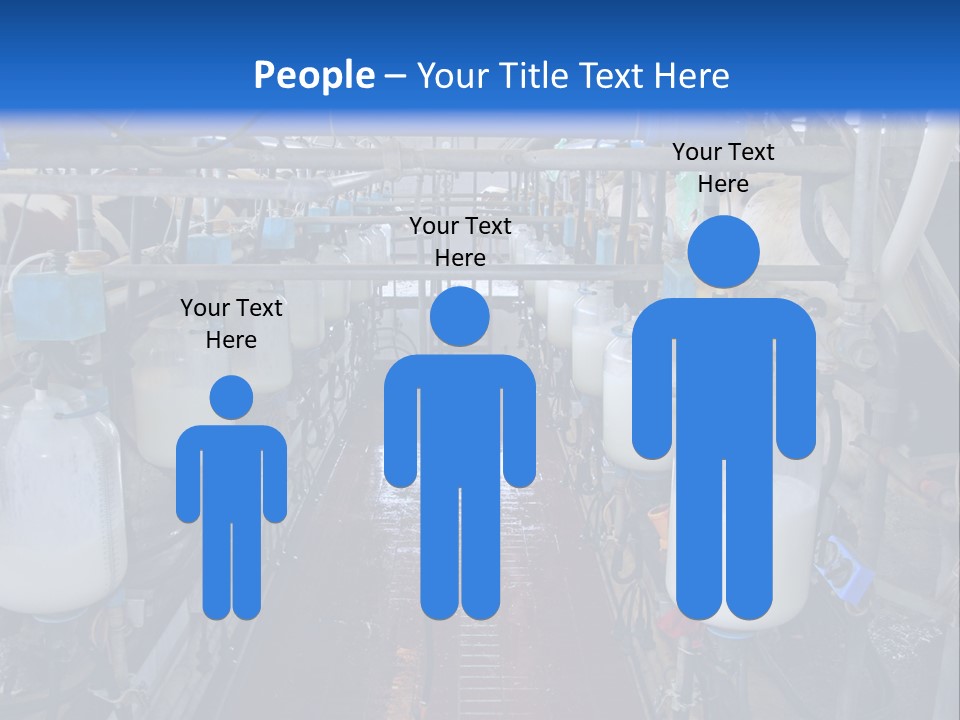 A Dairy Factory With Cows And Milk In Bottles PowerPoint Template