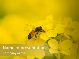 A Bee On A Yellow Flower Powerpoint Template PowerPoint Template
