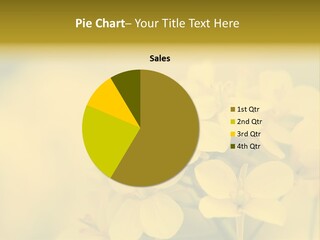 A Bee On A Yellow Flower Powerpoint Template PowerPoint Template
