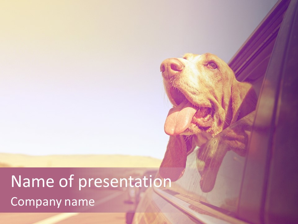 A Dog Sticking Its Head Out Of A Car Window PowerPoint Template