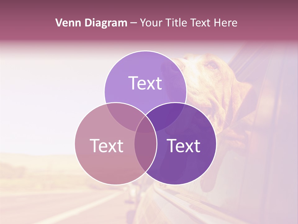 A Dog Sticking Its Head Out Of A Car Window PowerPoint Template