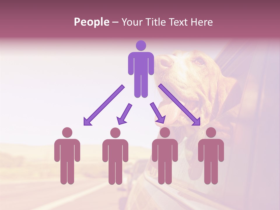 A Dog Sticking Its Head Out Of A Car Window PowerPoint Template
