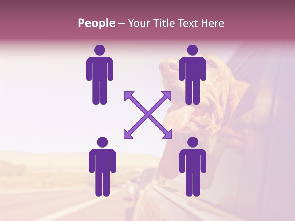 A Dog Sticking Its Head Out Of A Car Window PowerPoint Template