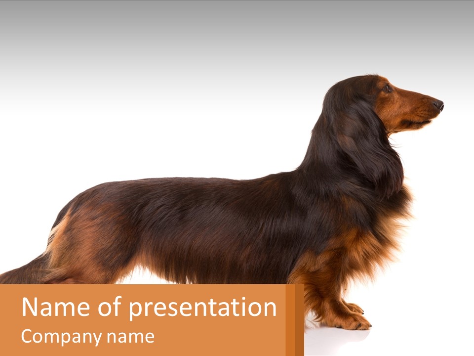 A Brown And Black Dog Standing Next To A Sign PowerPoint Template