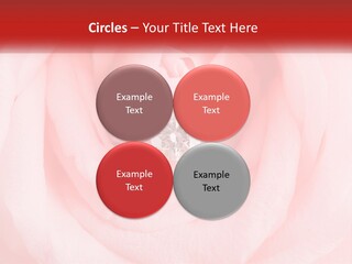 A Diamond Ring On Top Of A Pink Rose PowerPoint Template