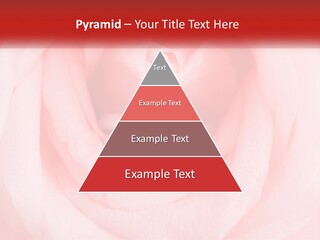 A Diamond Ring On Top Of A Pink Rose PowerPoint Template