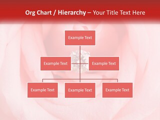A Diamond Ring On Top Of A Pink Rose PowerPoint Template