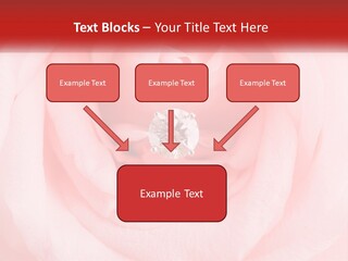 A Diamond Ring On Top Of A Pink Rose PowerPoint Template