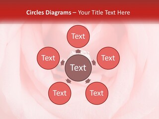 A Diamond Ring On Top Of A Pink Rose PowerPoint Template