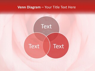 A Diamond Ring On Top Of A Pink Rose PowerPoint Template