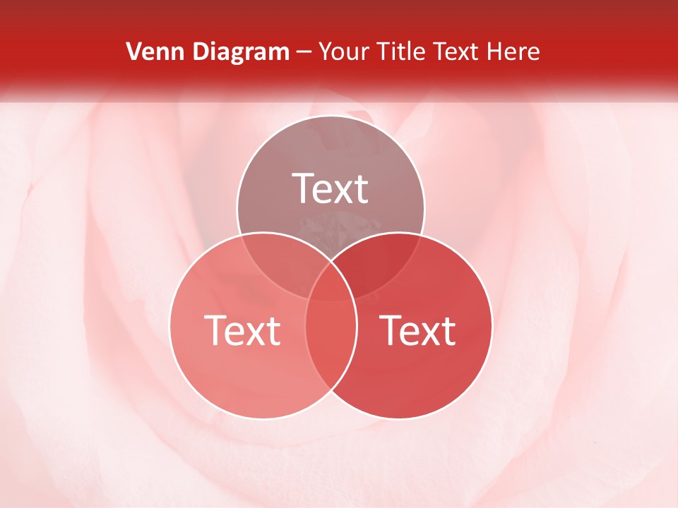 A Diamond Ring On Top Of A Pink Rose PowerPoint Template