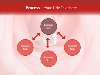 A Diamond Ring On Top Of A Pink Rose PowerPoint Template