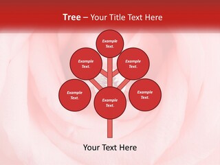 A Diamond Ring On Top Of A Pink Rose PowerPoint Template