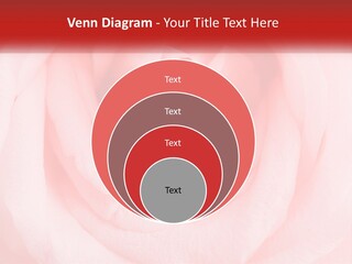 A Diamond Ring On Top Of A Pink Rose PowerPoint Template