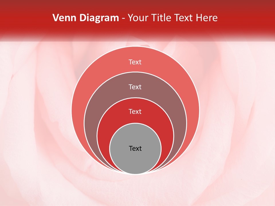 A Diamond Ring On Top Of A Pink Rose PowerPoint Template