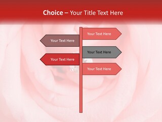 A Diamond Ring On Top Of A Pink Rose PowerPoint Template