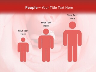 A Diamond Ring On Top Of A Pink Rose PowerPoint Template