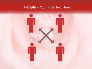 A Diamond Ring On Top Of A Pink Rose PowerPoint Template