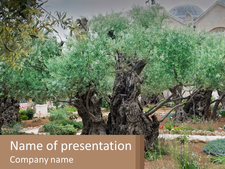 A Large Group Of Olive Trees In A Garden PowerPoint Template