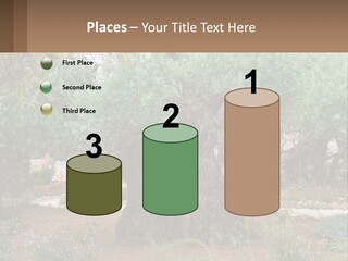 A Large Group Of Olive Trees In A Garden PowerPoint Template