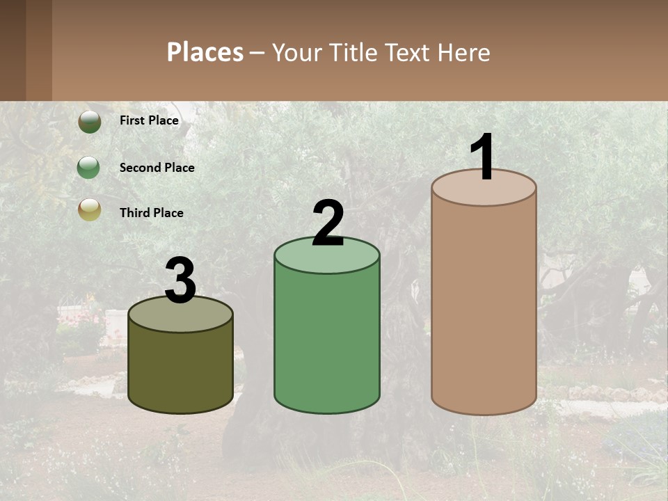 A Large Group Of Olive Trees In A Garden PowerPoint Template