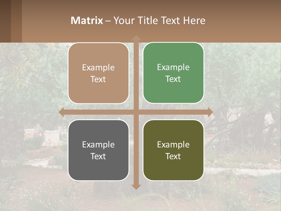 A Large Group Of Olive Trees In A Garden PowerPoint Template