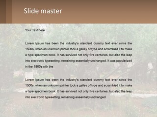 A Large Group Of Olive Trees In A Garden PowerPoint Template