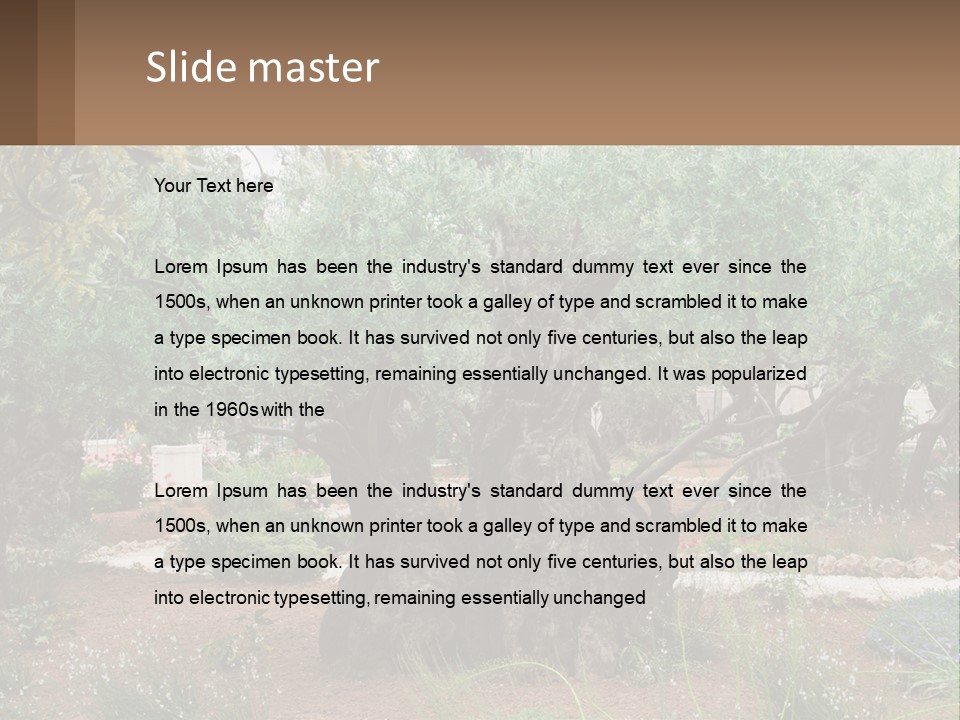 A Large Group Of Olive Trees In A Garden PowerPoint Template