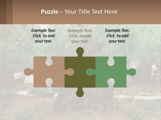 A Large Group Of Olive Trees In A Garden PowerPoint Template