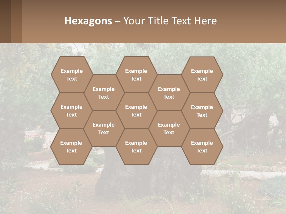 A Large Group Of Olive Trees In A Garden PowerPoint Template