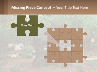 A Large Group Of Olive Trees In A Garden PowerPoint Template