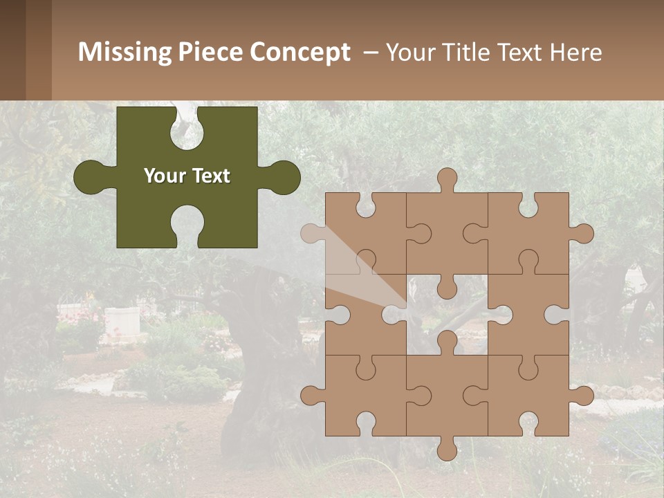 A Large Group Of Olive Trees In A Garden PowerPoint Template