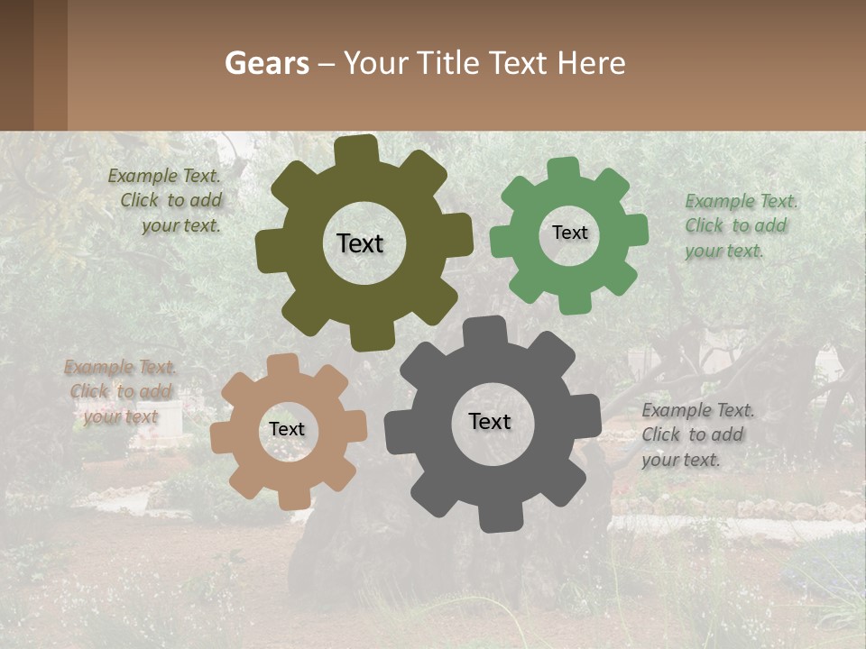 A Large Group Of Olive Trees In A Garden PowerPoint Template