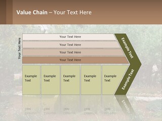 A Large Group Of Olive Trees In A Garden PowerPoint Template