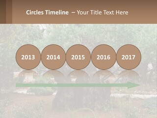 A Large Group Of Olive Trees In A Garden PowerPoint Template