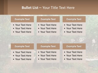 A Large Group Of Olive Trees In A Garden PowerPoint Template