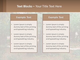 A Large Group Of Olive Trees In A Garden PowerPoint Template