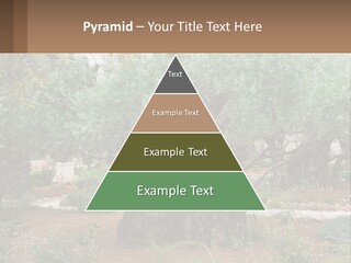 A Large Group Of Olive Trees In A Garden PowerPoint Template