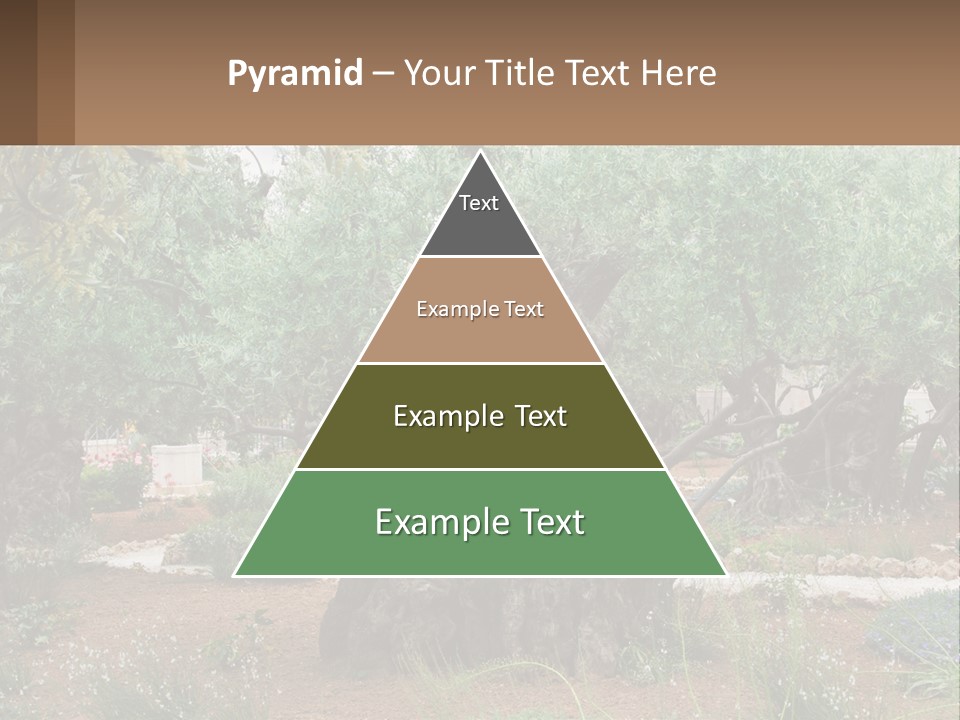 A Large Group Of Olive Trees In A Garden PowerPoint Template