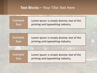 A Large Group Of Olive Trees In A Garden PowerPoint Template