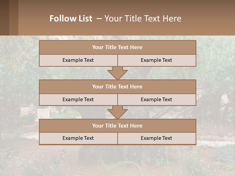 A Large Group Of Olive Trees In A Garden PowerPoint Template