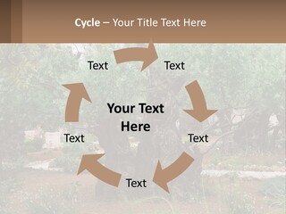 A Large Group Of Olive Trees In A Garden PowerPoint Template