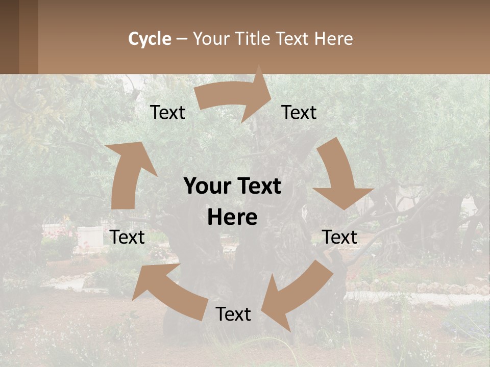 A Large Group Of Olive Trees In A Garden PowerPoint Template