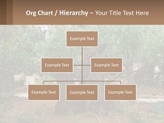 A Large Group Of Olive Trees In A Garden PowerPoint Template
